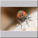 Cacoxenus indagator - Taufliege 02c 2-3mm.jpg